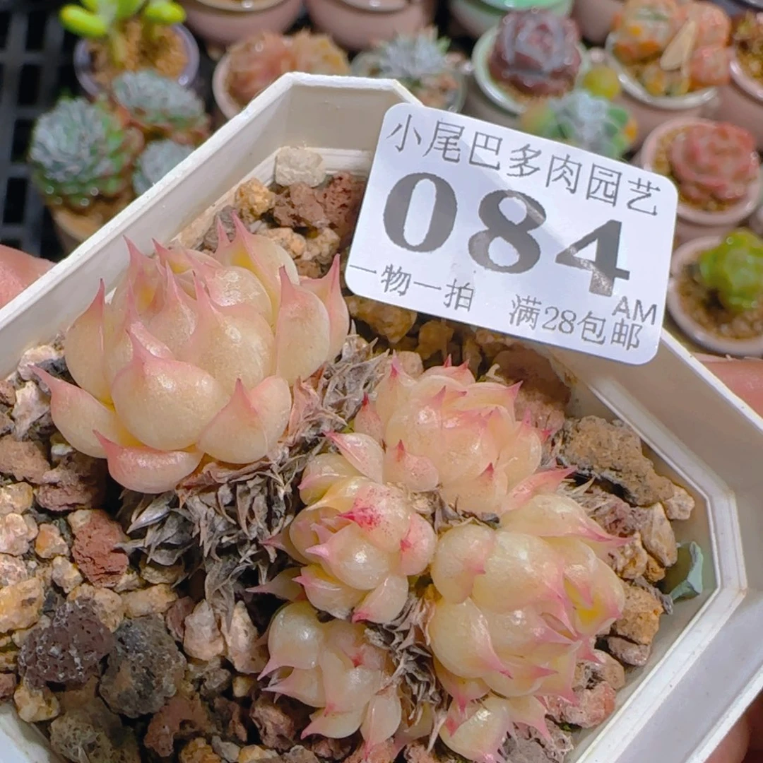 AM小尾巴5CM迷你拇指盆栽精控多肉084