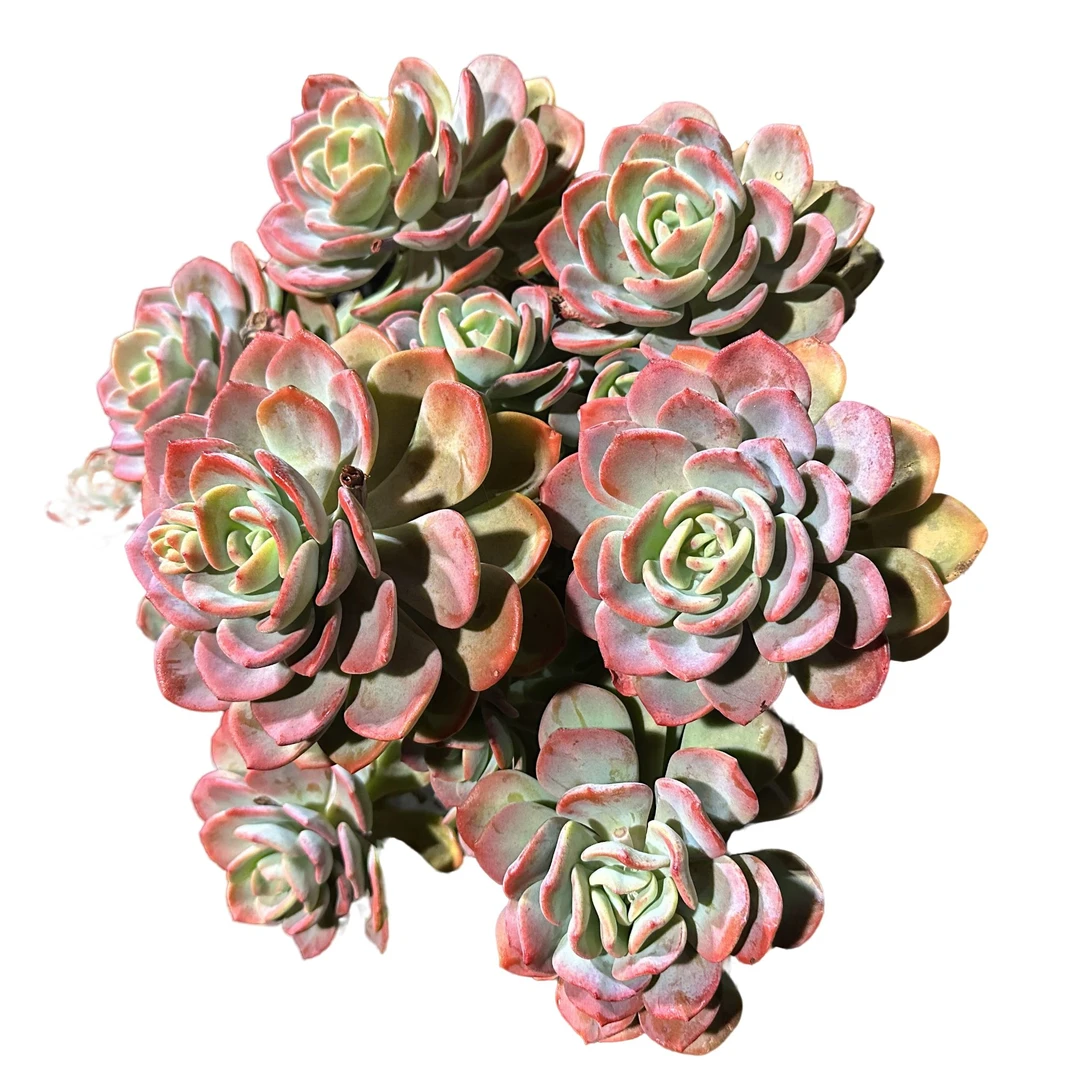 精品多肉   白月光