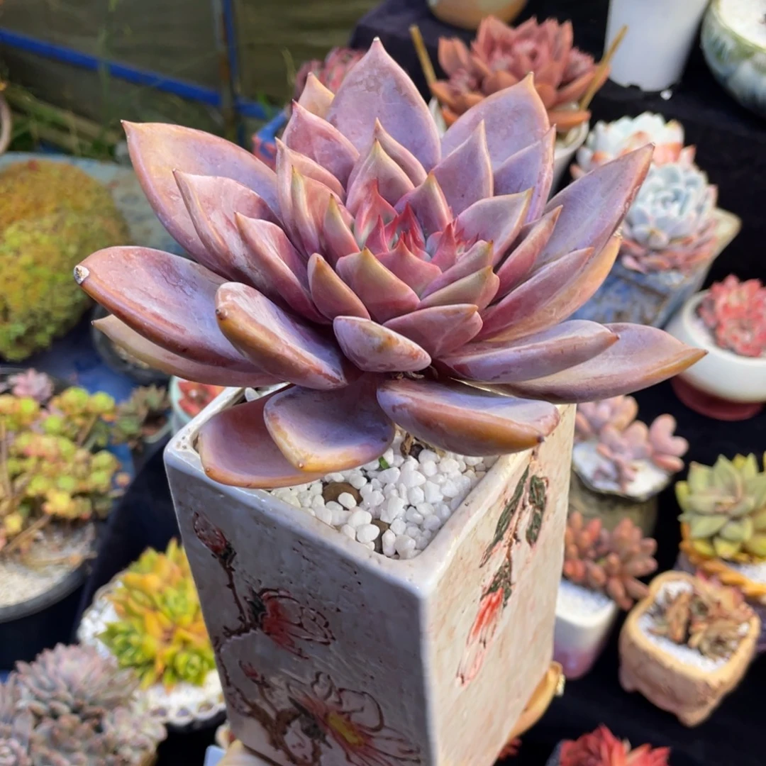 多肉植物盆栽多肉