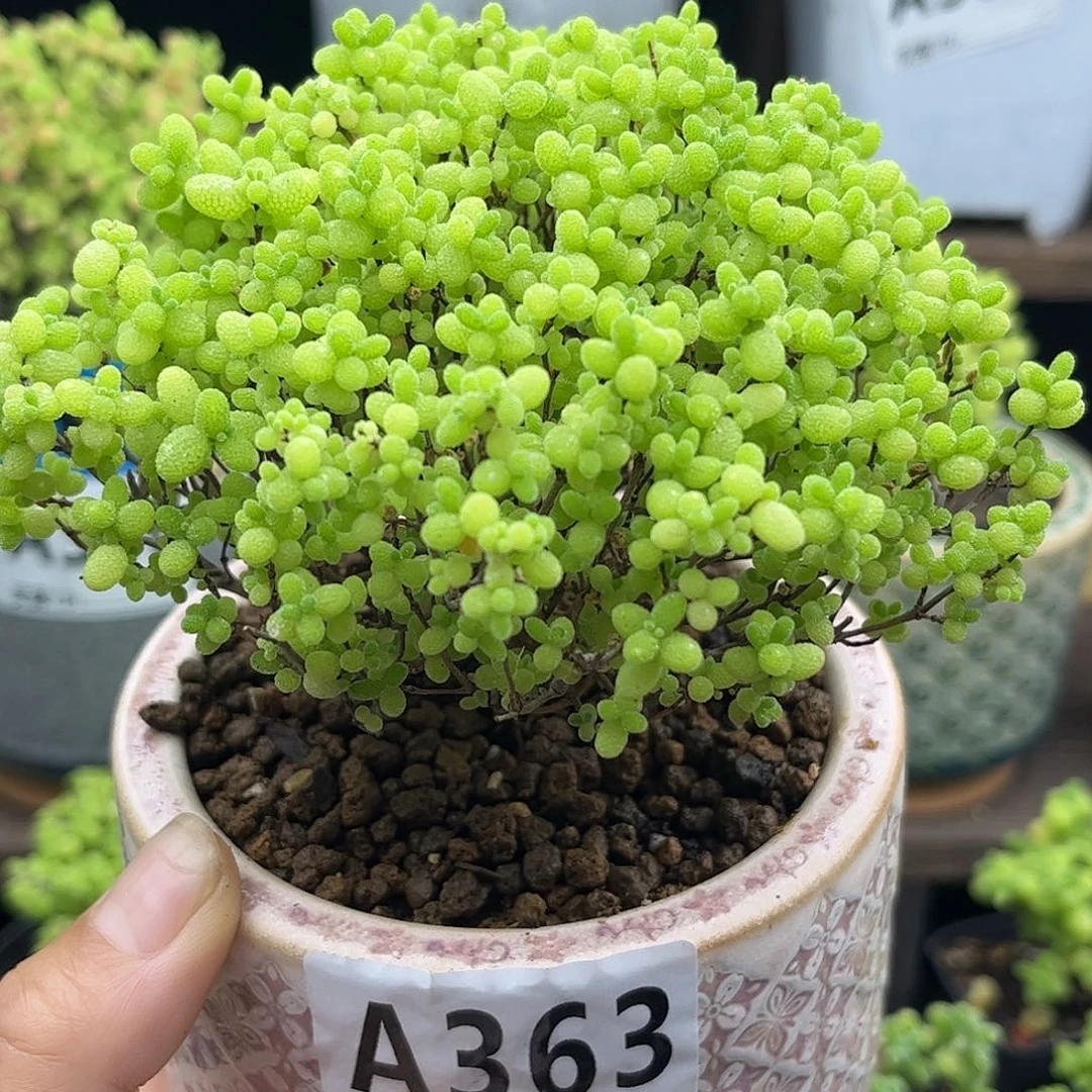 25蜜桔糖球优选枝干