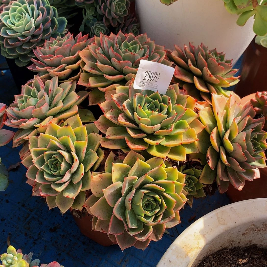 এ***༻贝拉多娜25020多肉多肉