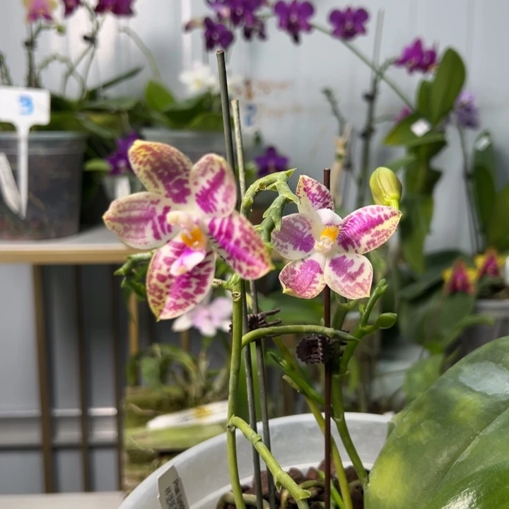 大部分开放少量花苞林登斑马5.0寸五花剑带花苞淡香