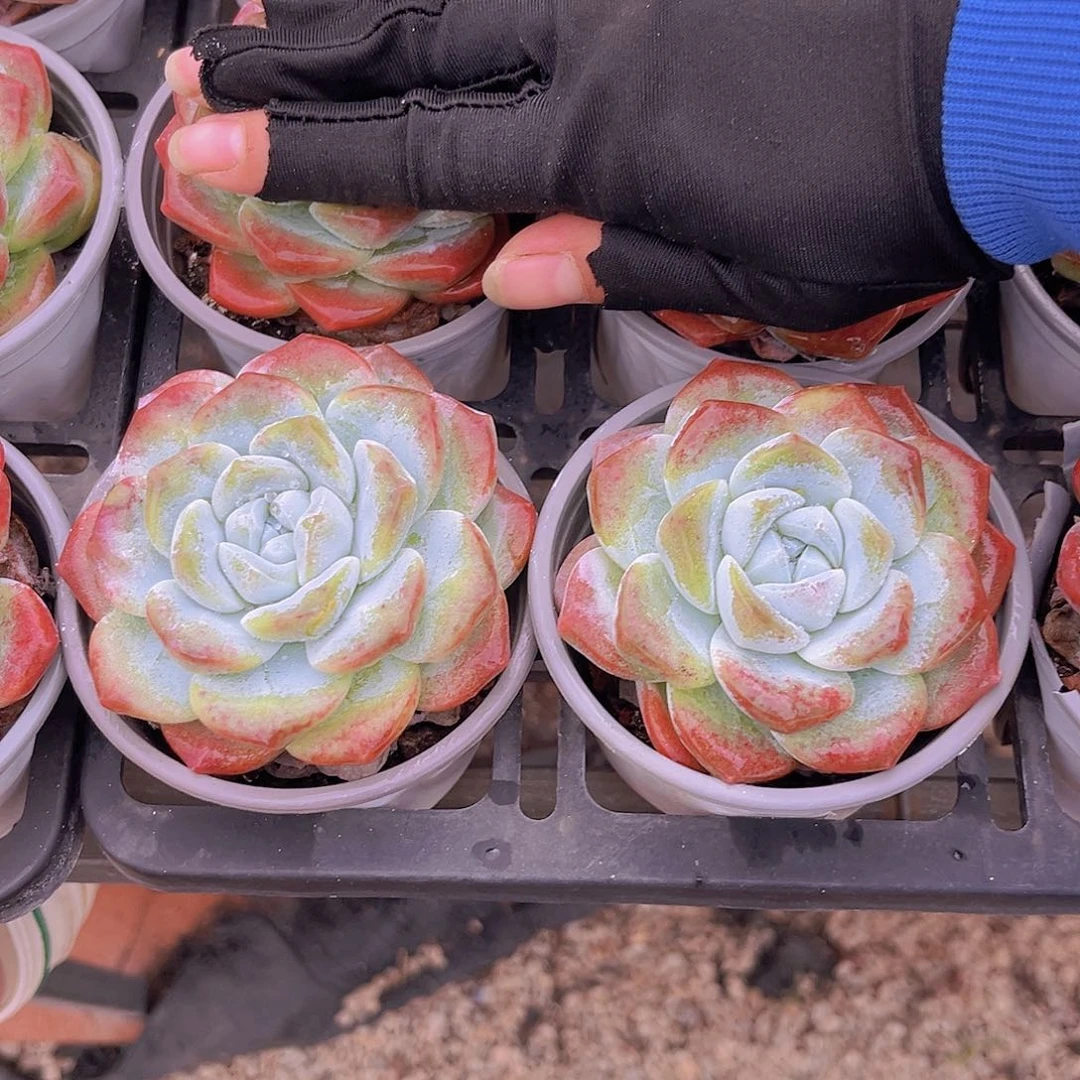 99999999999999999999888