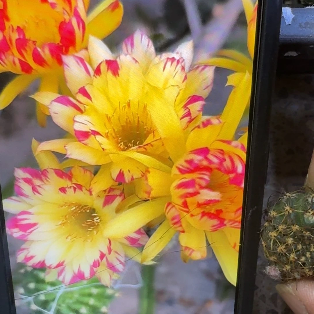 24丽花变色龙歪3公分左右无根侧牙