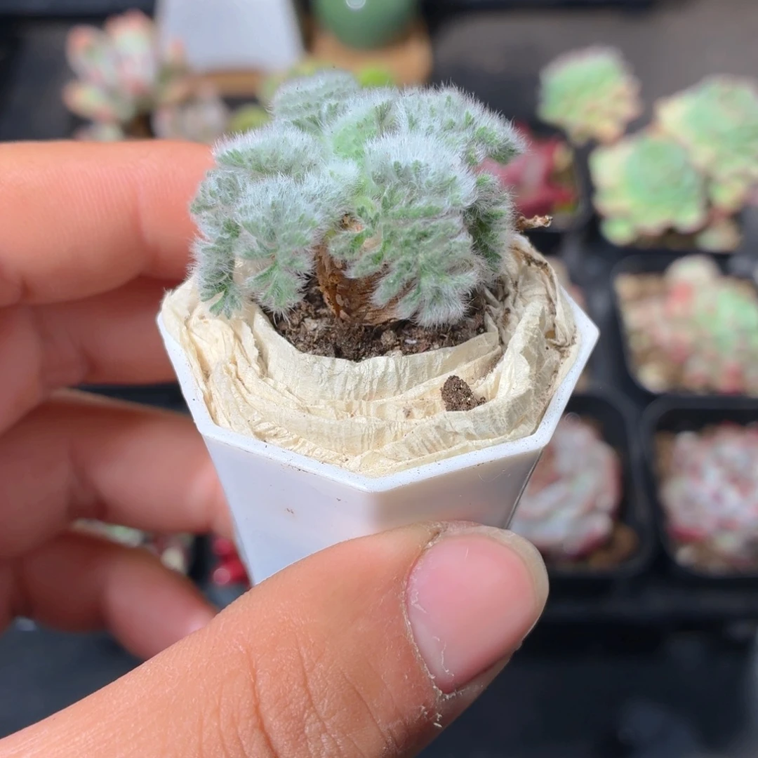 羽叶杨奎多肉9.9包邮发货