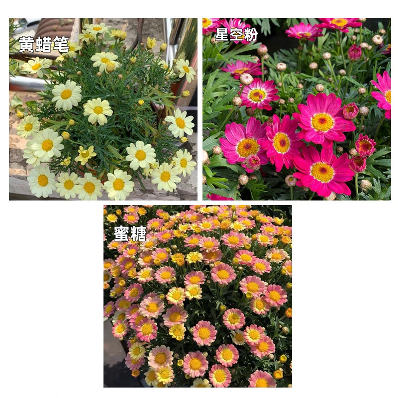 3盆迷你小盆玛格丽特盆栽发货不带花品种不同高矮不一