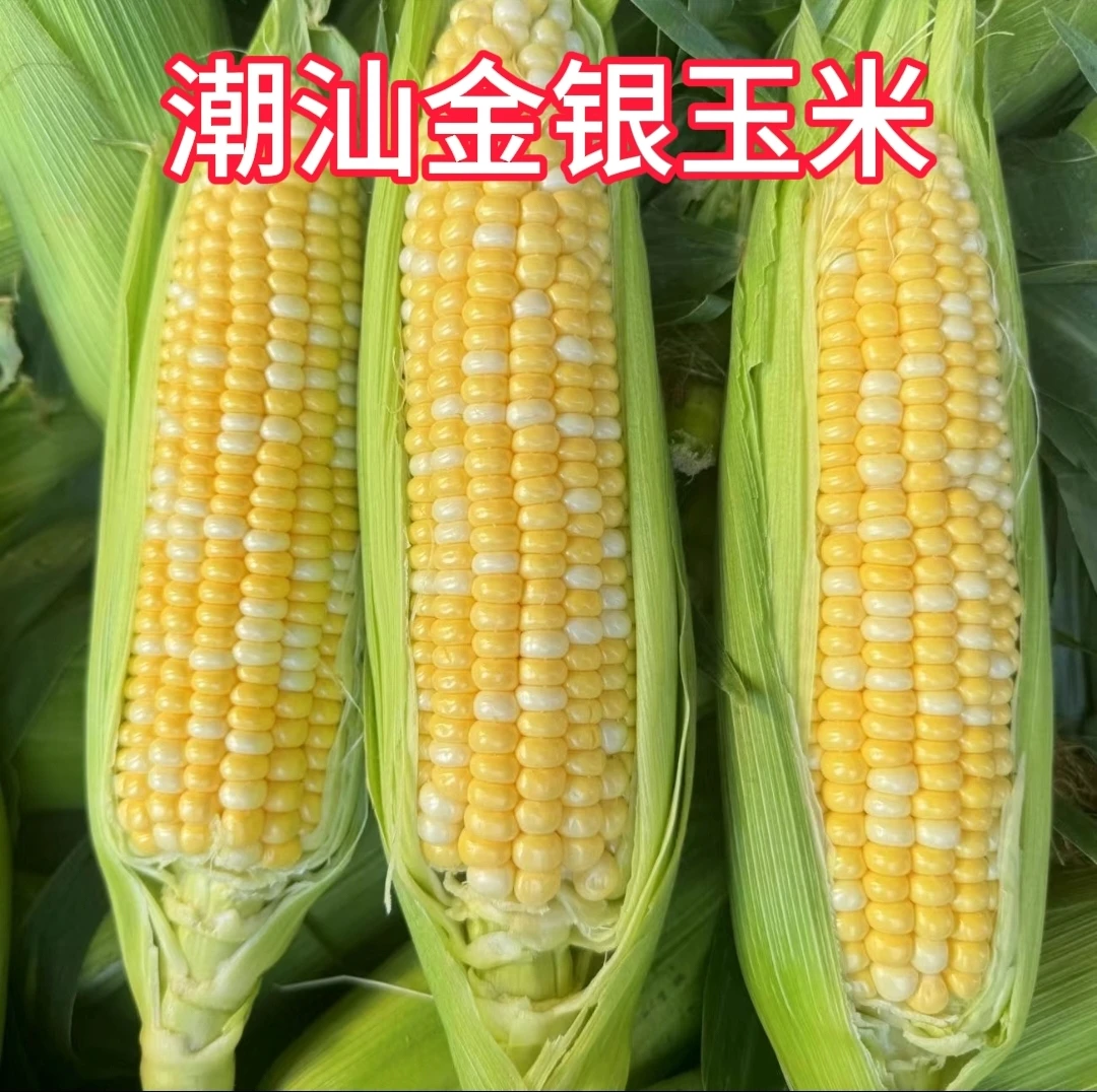 金银玉米正宗潮汕玉米水果玉米甜玉米新鲜采摘产地直发