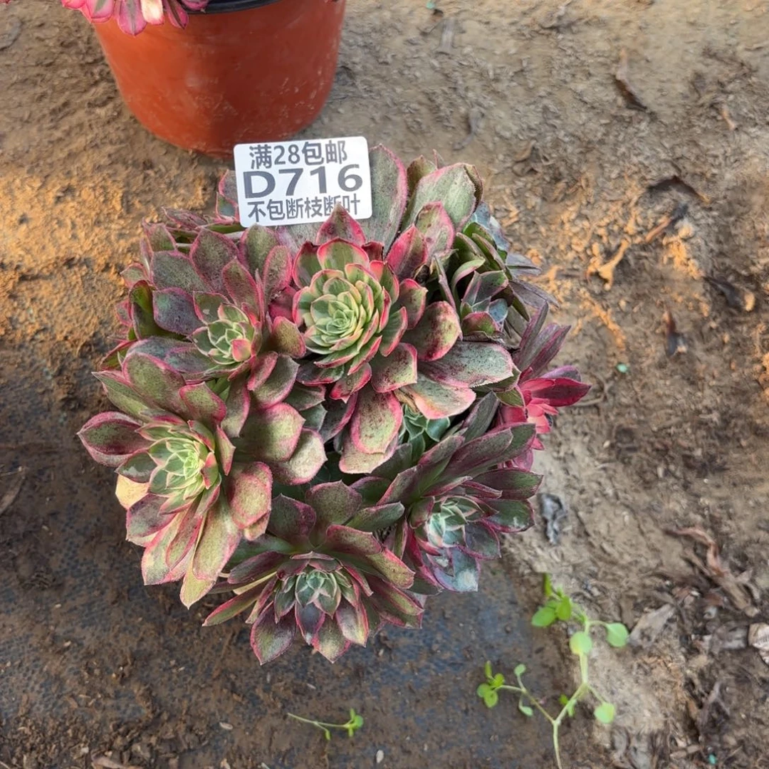 M. 716万花筒多肉122333