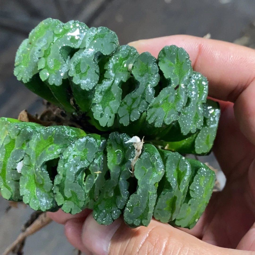 1606 一颗大银法师玉扇 挑最大的发货