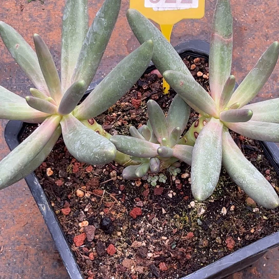 袁***儿多肉植物烟花群522