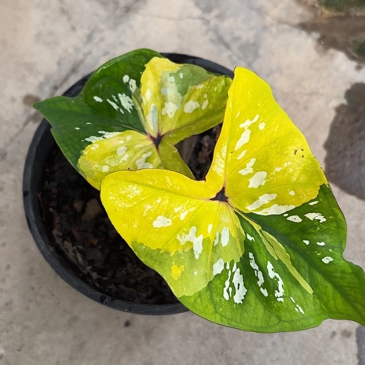 哦***啊80-1126大黄峰福利广东现货