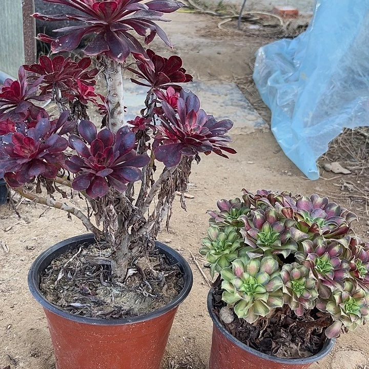 香奈儿多肉植物337