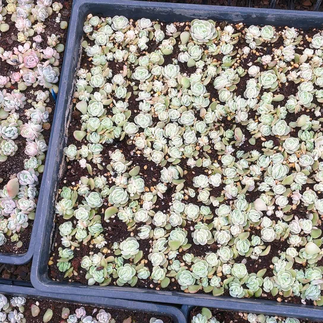 良辰穴一个满25包邮