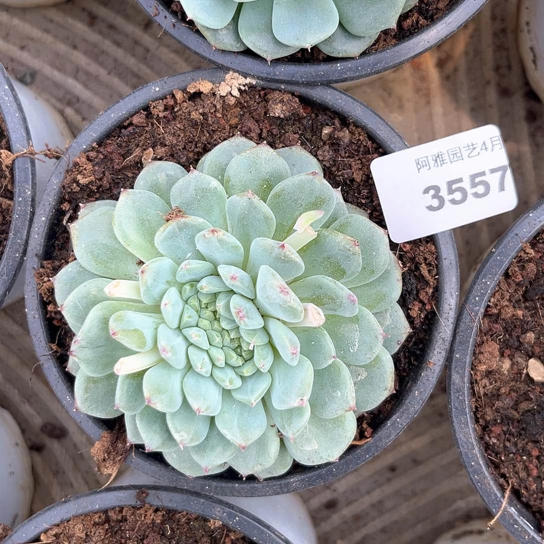 阿雅园艺。    3557