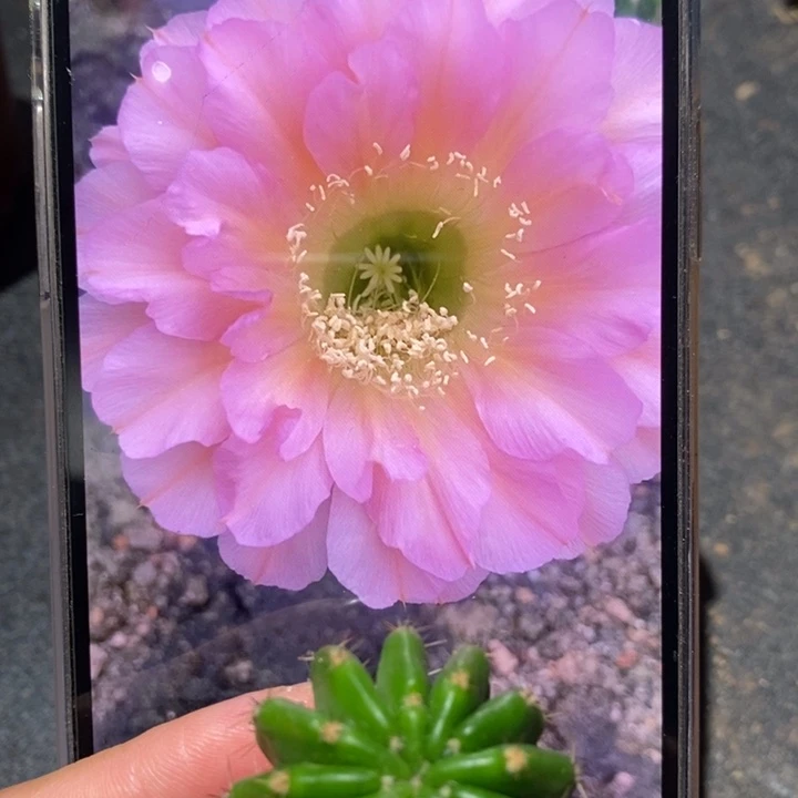 香香金刚39号侧芽3公分左右