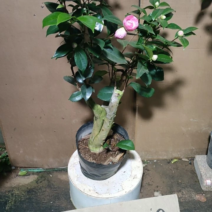 31幻彩，原盆原土发货，不包邮