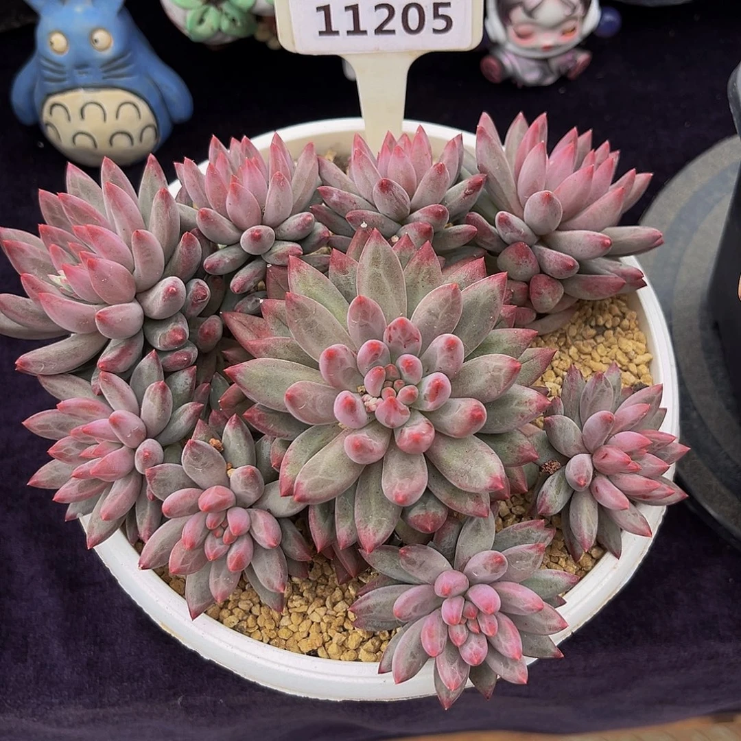 一物一拍11205虞美人