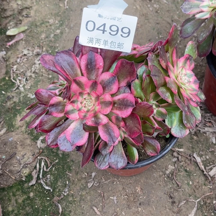 0499荔枝的人多肉的