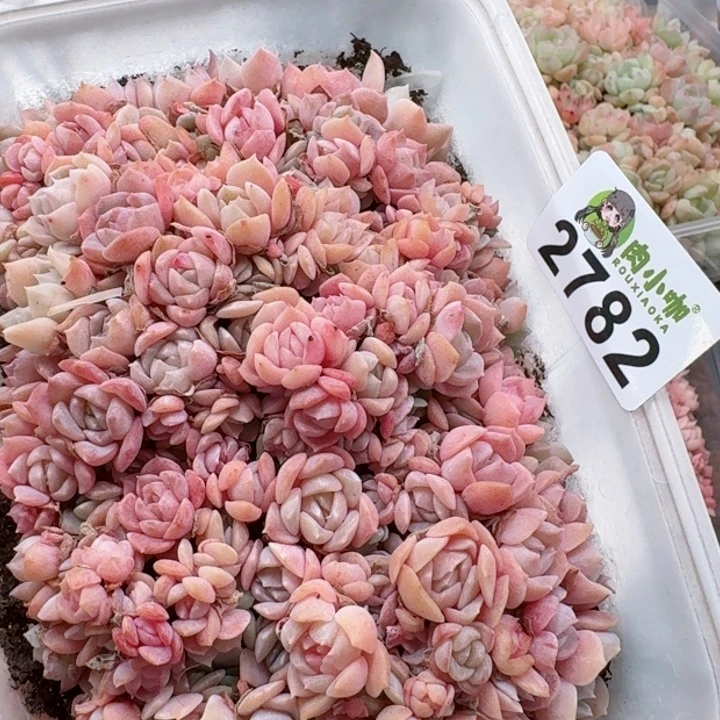 多肉植物多肉植物