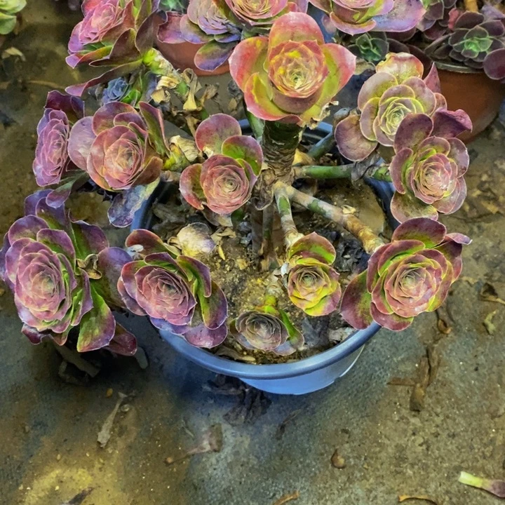 魅金多肉断头不包0913