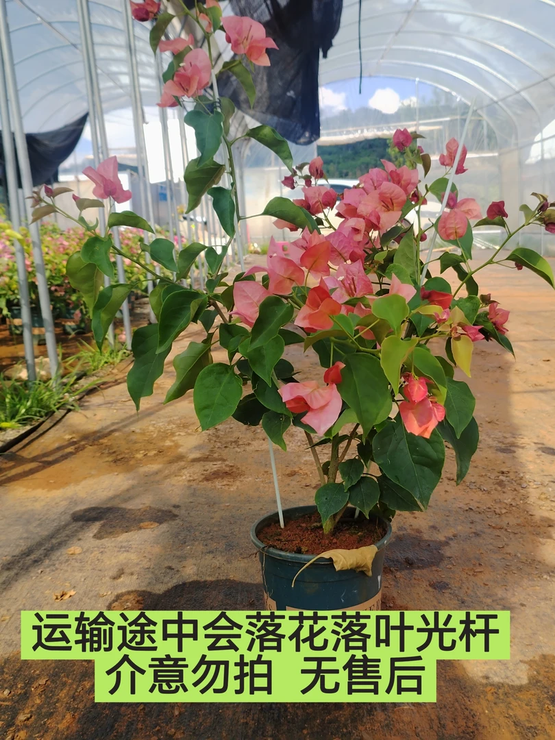【不甜西瓜—周兄弟】介意落花落叶落秃的勿拍无售后