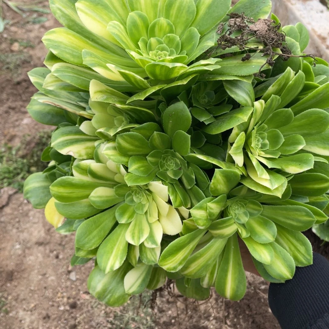 七彩琉璃多肉法师断枝不包量