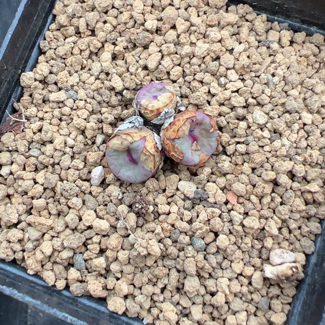 24-128肉锥多肉植物