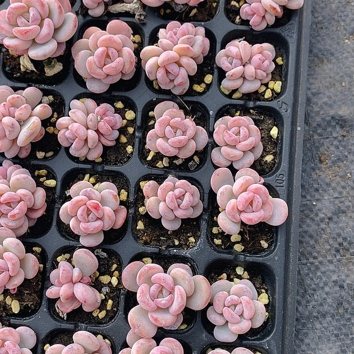 257 多肉植物盆栽花卉植物