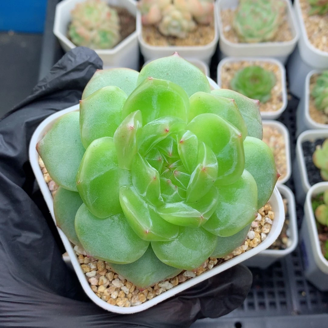 58包邮  群生不包整海洋之星43