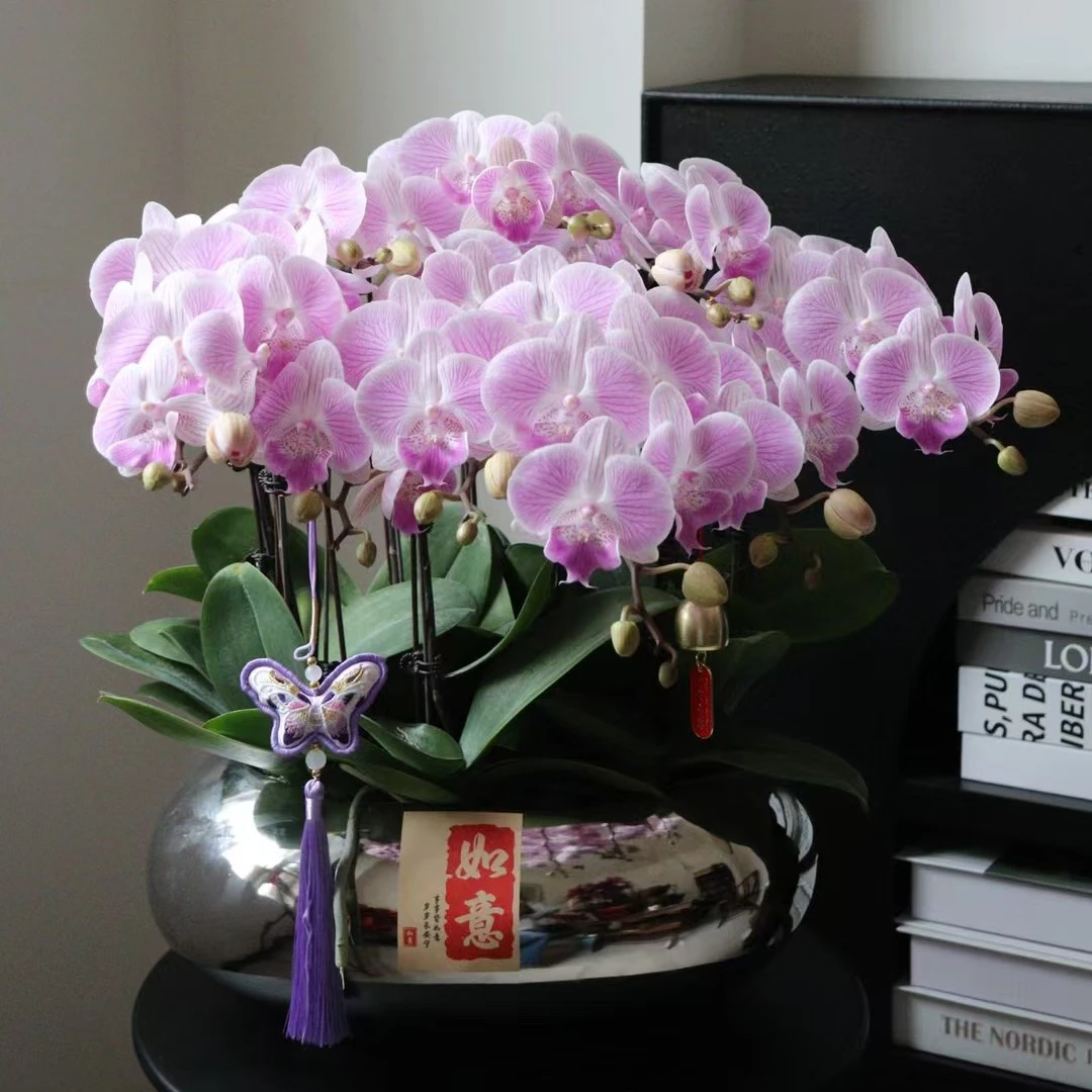 粉色三文鱼蝴蝶兰适合家居摆放，送朋友