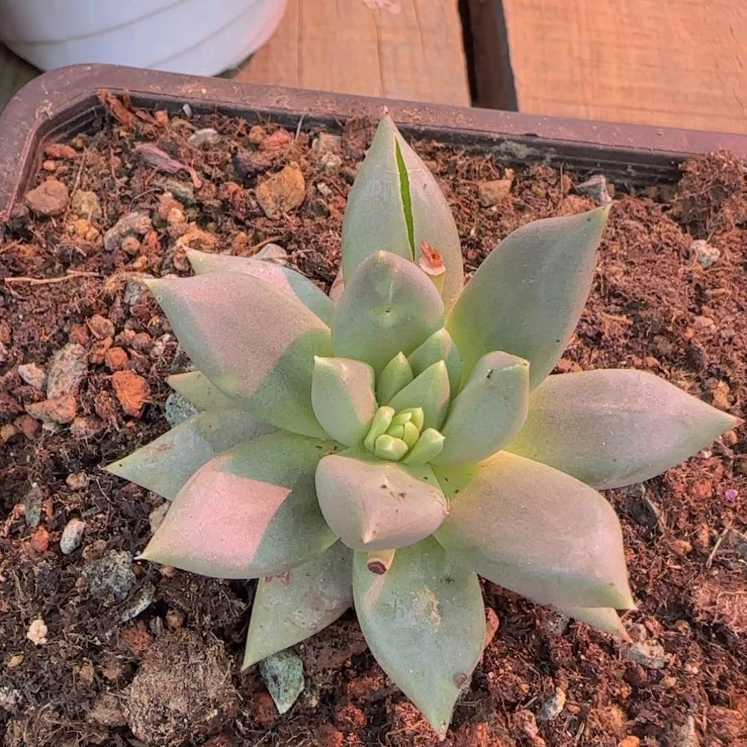 R***哥多肉植物多肉植物