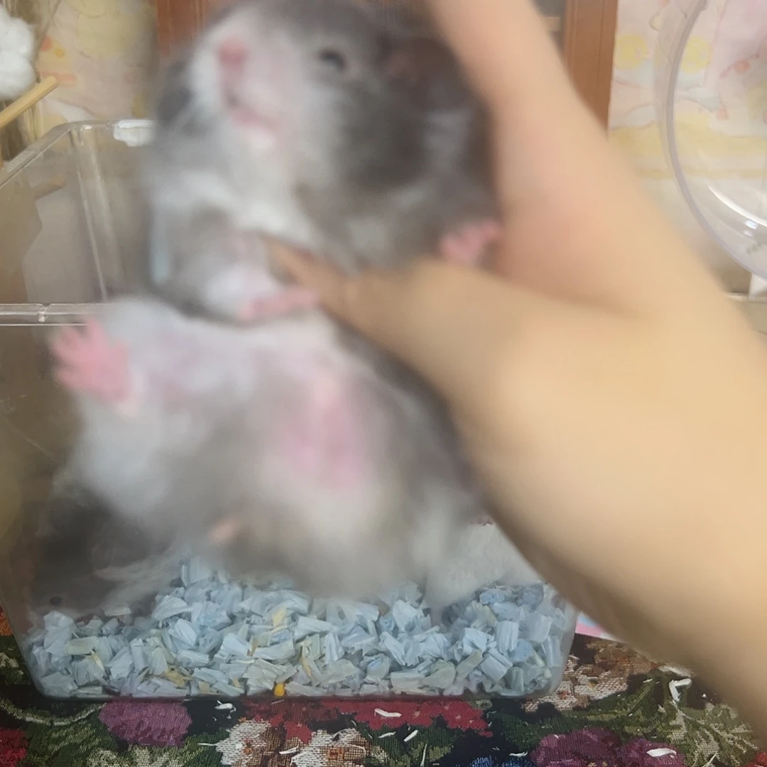 直毛黑波弟弟链接