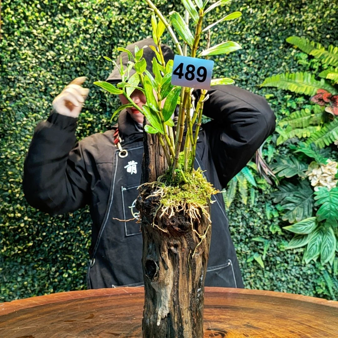 【闪购商品】489梵净山，玫瑰花