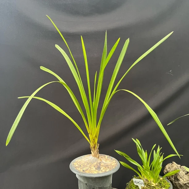 A27（棕根大雪兰）一苗 又名长寿兰 稀有品种 兰花 农家自养