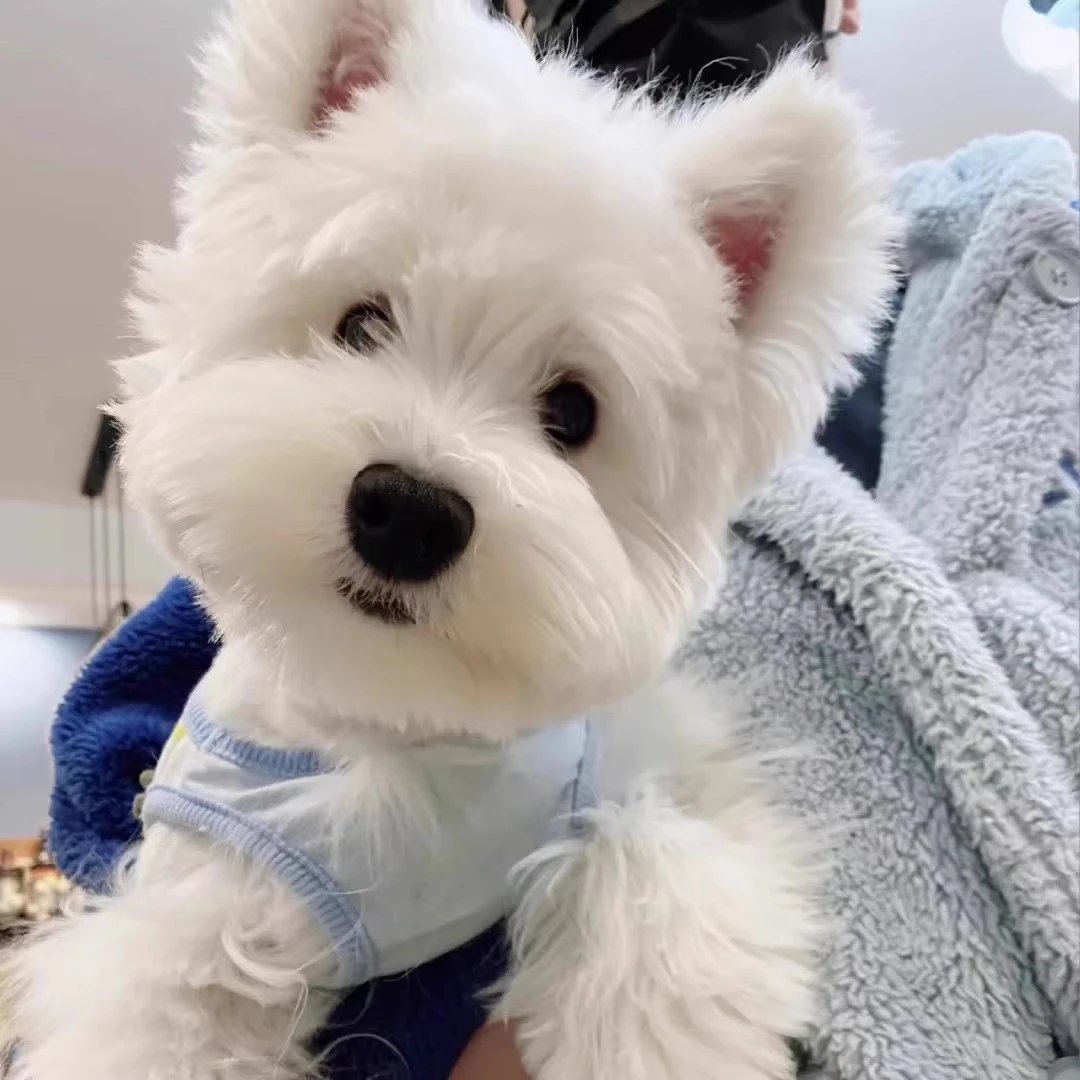 西高地幼犬软毛刚毛不掉毛纯种宠物狗活体雪纳瑞西高地白梗狗