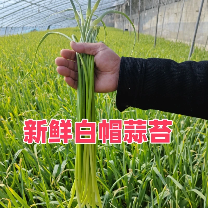 2025新鲜白帽蒜苔现摘现发农家自种批发包邮
