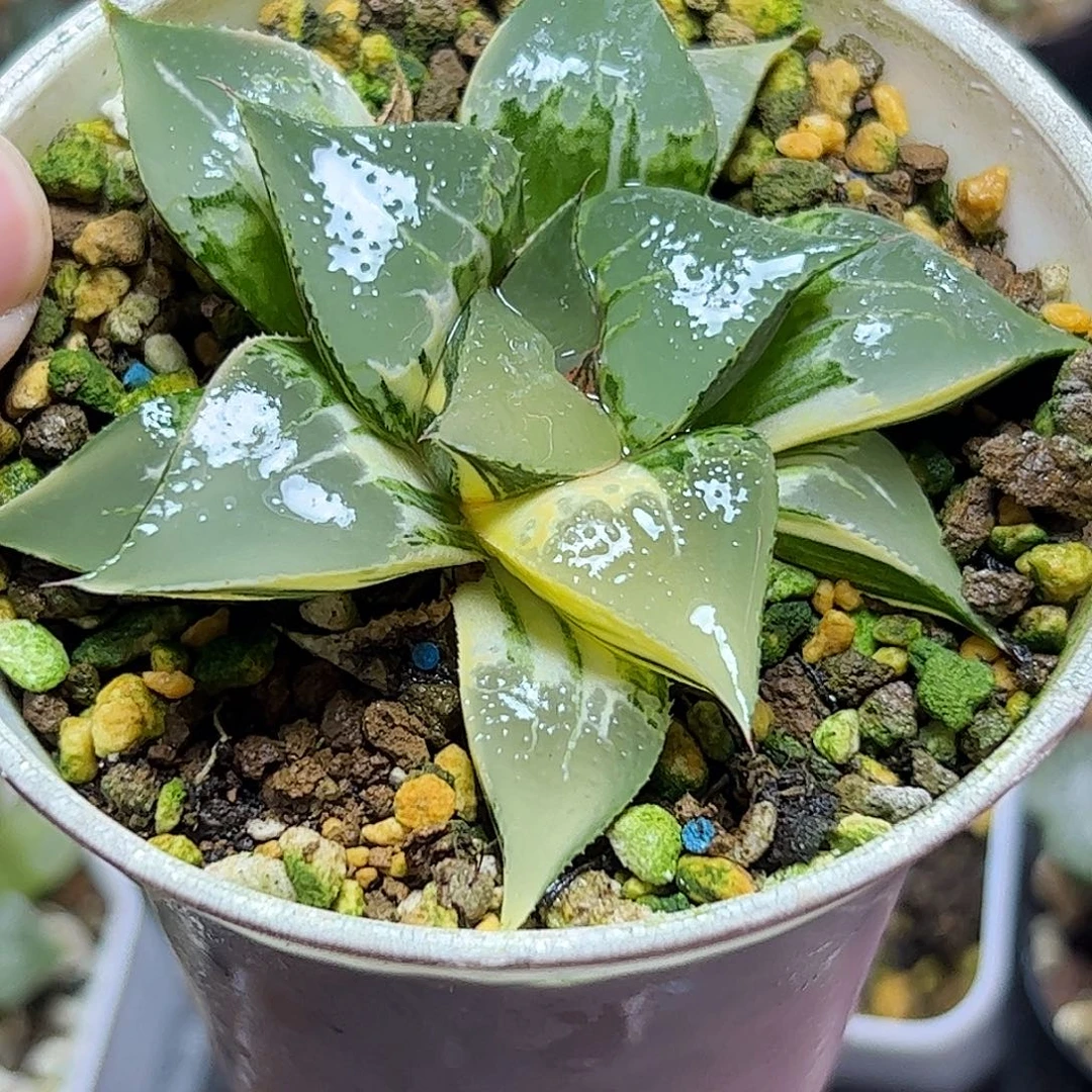 酒吞童子母本十二卷多肉植物