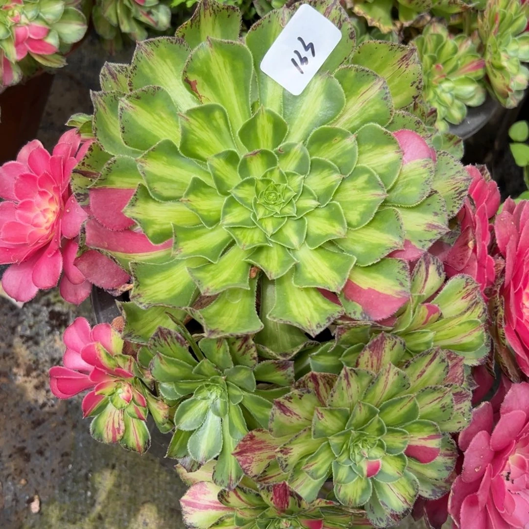 133知否多肉植物系