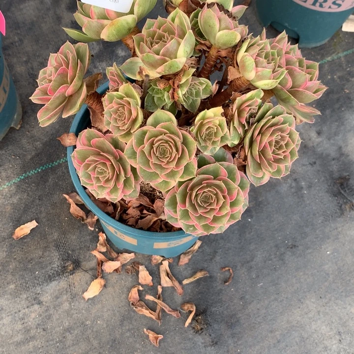 1714莲花座多肉特价不售后