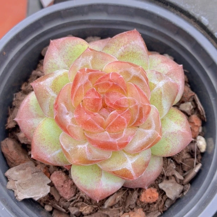 冰魄珍妮一物一拍