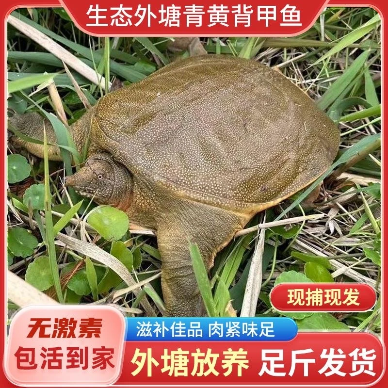 1.5斤1只 外塘生态新鲜活甲鱼大甲鱼王八食用鲜活水产 足斤 包活