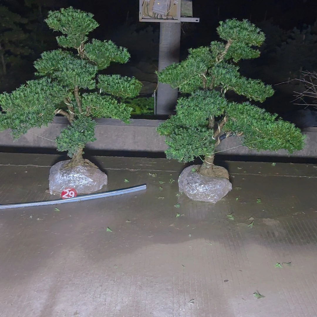 冯***缘完全开放罗汉松基地直发