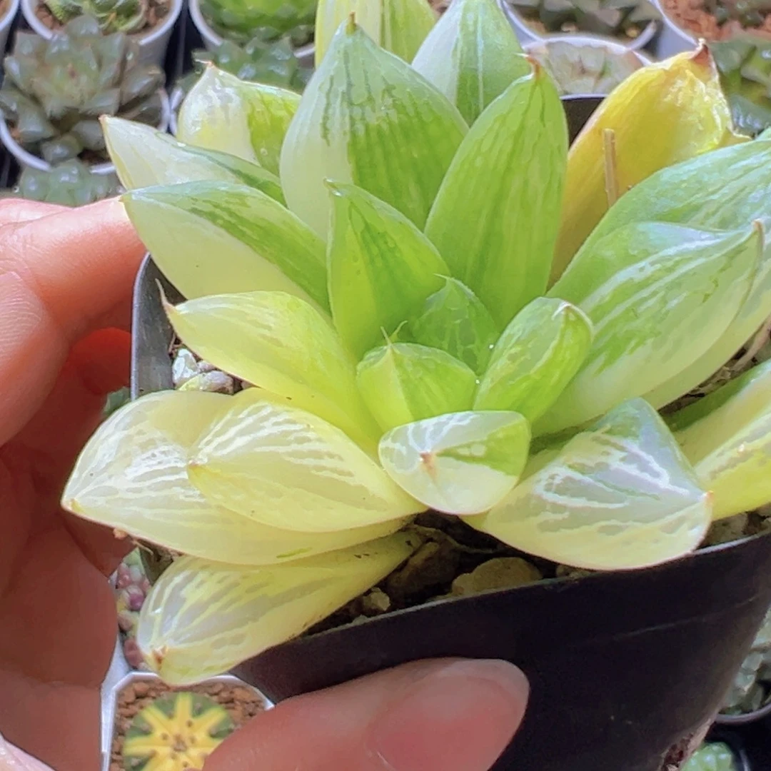 宝草锦玉露多肉多肉多肉一颗