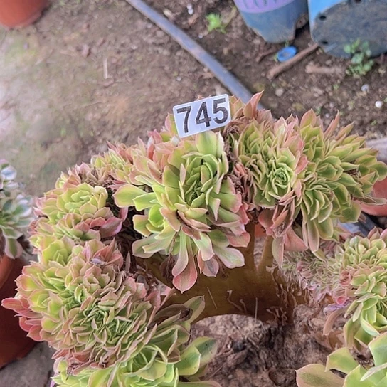 爱***正多肉植物一个斑斓
