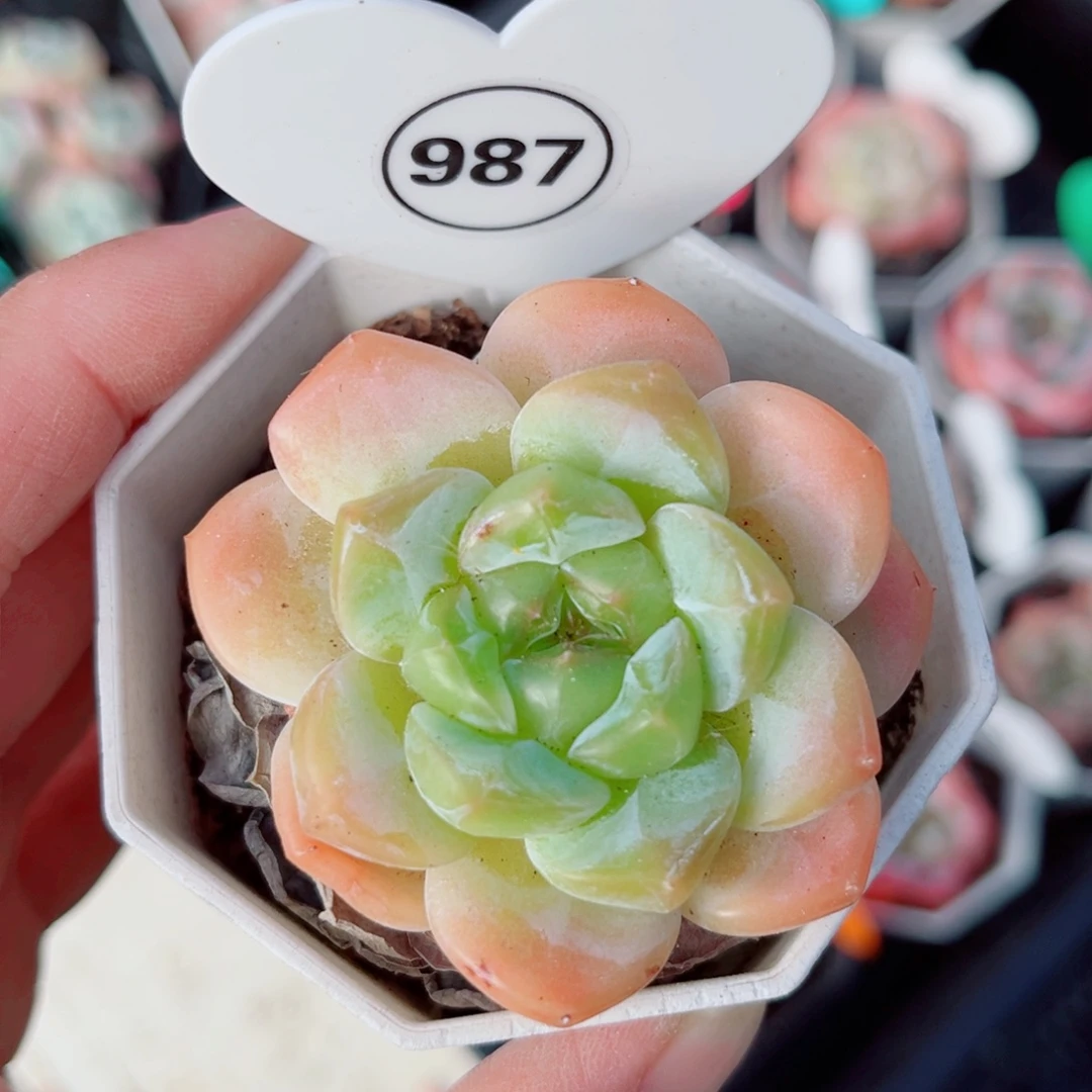 987号小老桩糖心单头
