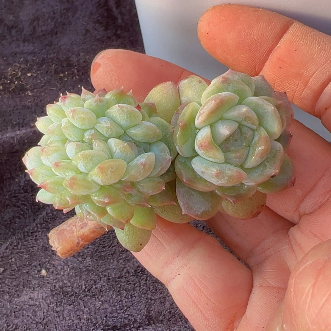 兰新年快乐啊宝宝们8888888