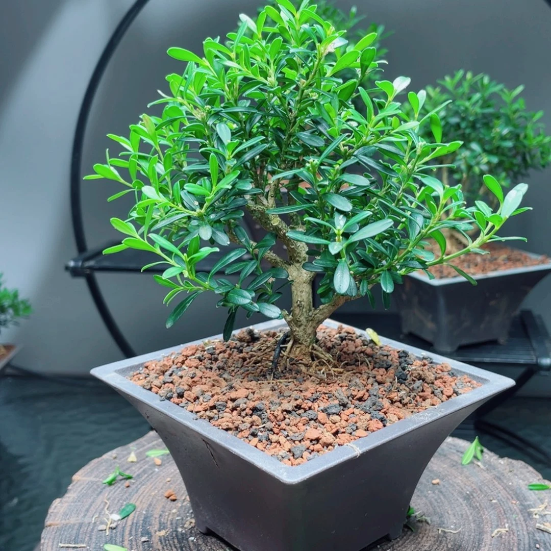 当前无花栽培后可以开花