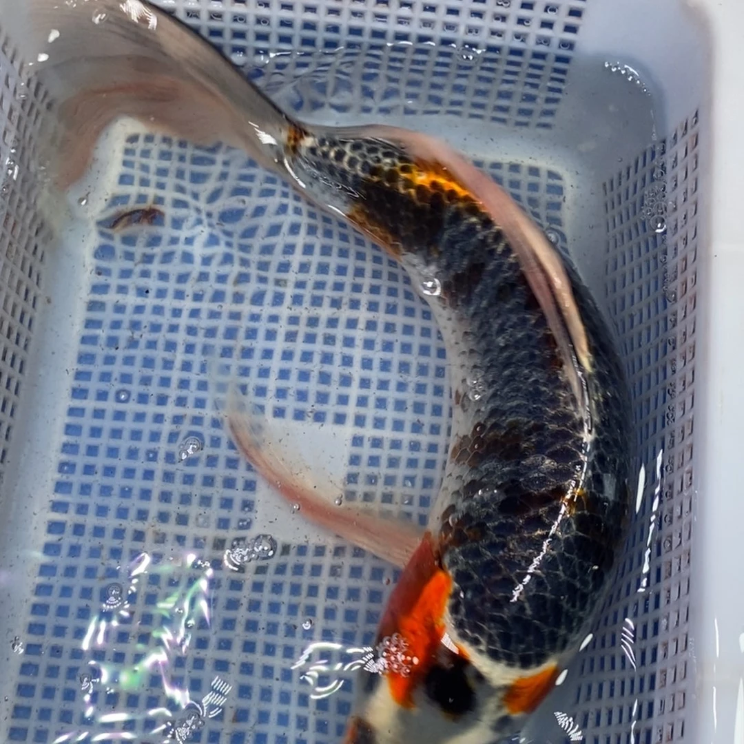锦鲤冷水锦鲤包邮