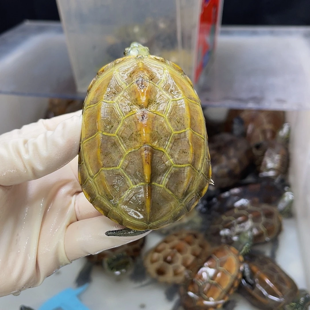 普***萌公母搭配中华草龟