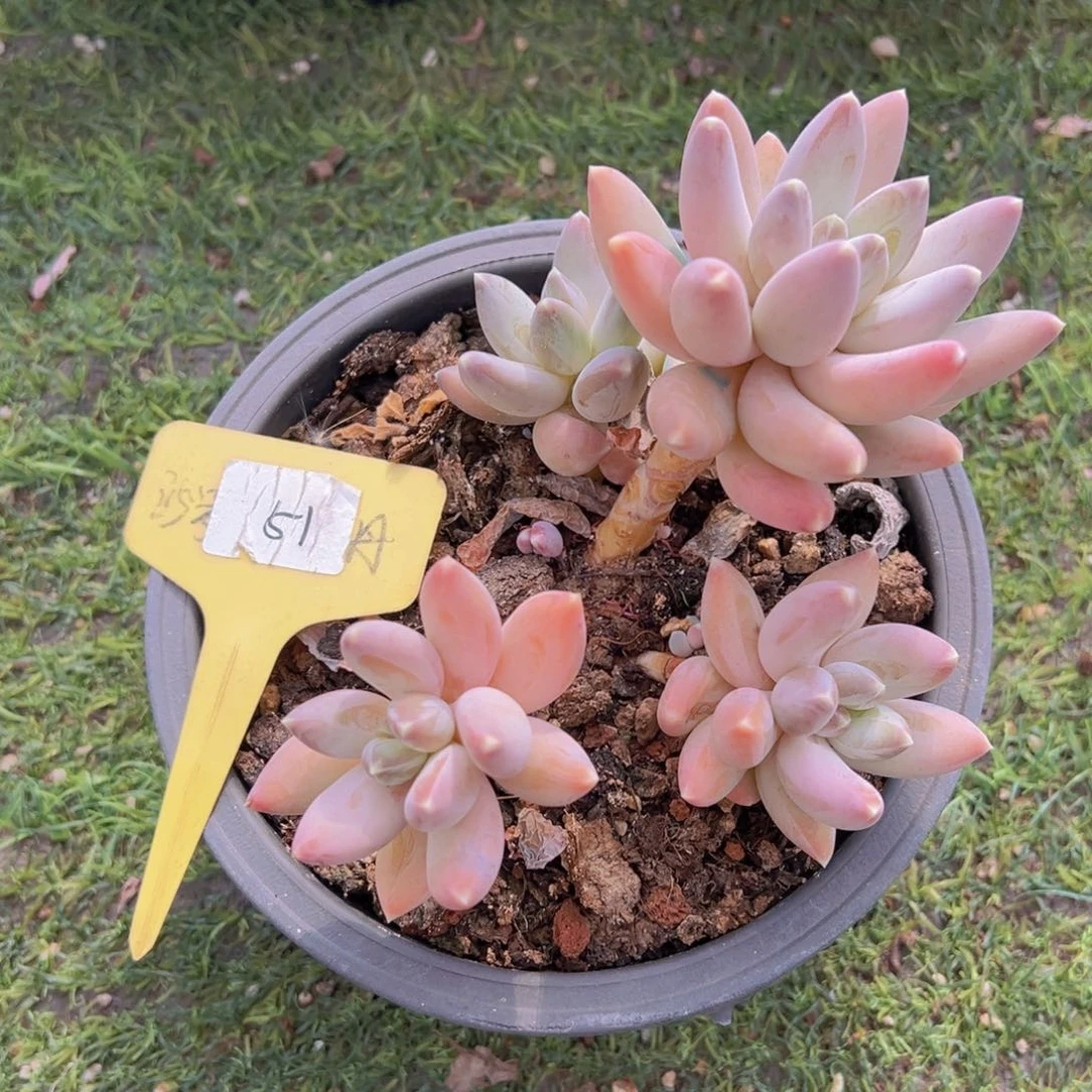 香玉的故事是一个人的故事